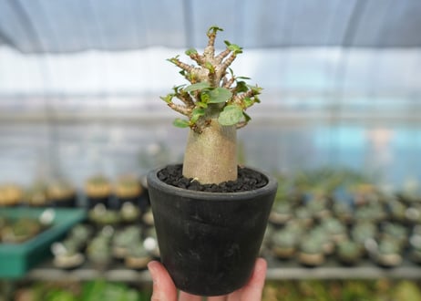 アデニウム　Adenium　No.12