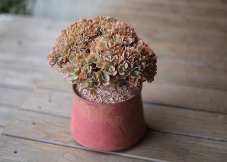 エケベリア  ジャイアントブルー 石化　 Echeveria  Giant Blue