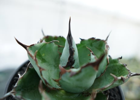 アガベ　チタノタ　 ブラックアンドブルー 　Agave titanota black and blue　NO.6