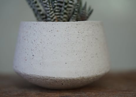 Haworthia fasciata