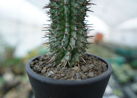 ユーフォルビア　ゼブラホリダ　Euphorbia horrida var. zebrina