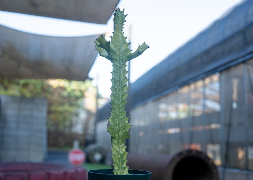 ユーフォルビア イエローゴースト | mana's farm:塊根植物