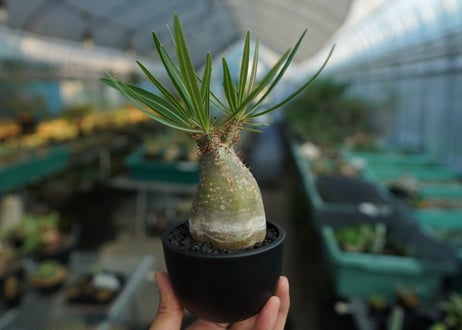 パキポディウム　グラキリス　 Pachypodium Gracilius  No.8