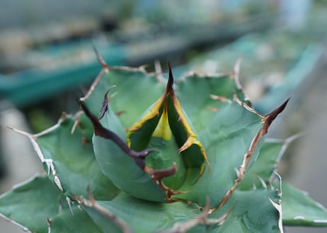 アガベ　チタノタ　FO-76　agave titanota  FO-76