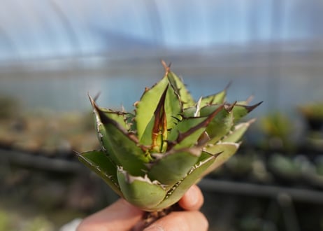 agave titanota 剣竜　No.2