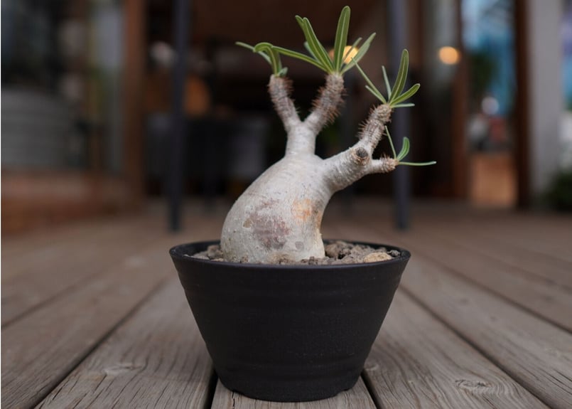 パキポディウム グラキリス Pachypodium Gracilius | mana's f