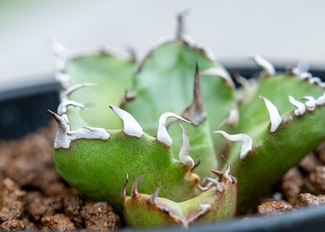 アガベ　FO76