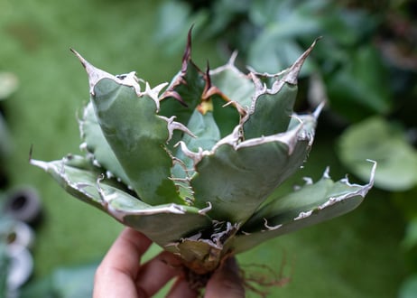 Agave titanota 白鯨嚴龍 A NO.3