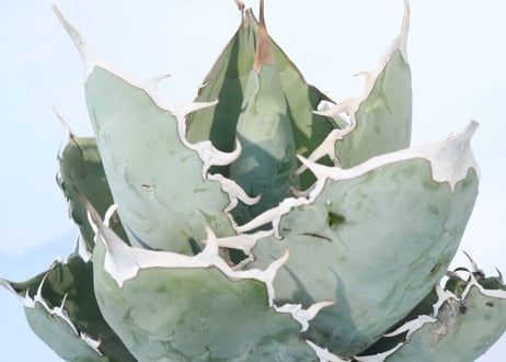 Agave titanota 'White Ice'