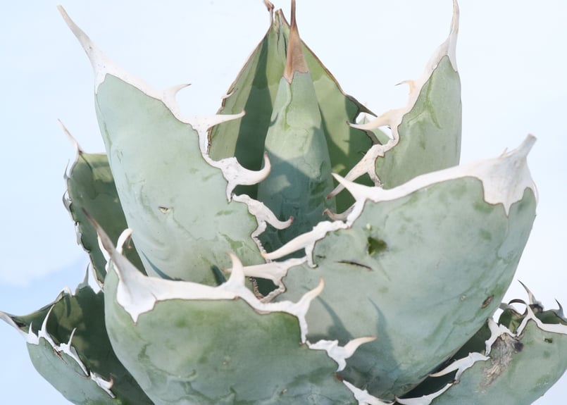 Agave titanota 'White Ice' | mana's green:塊根植物販 Agave titanota 'White Ice' | mana's green:塊根植物販