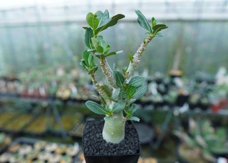アデニウム　Adenium　No.1