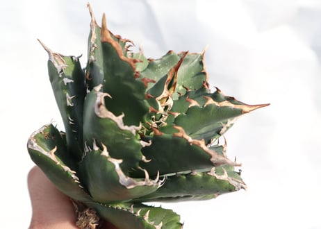 Agave titanota FO-76 dwarf  compacta  no.2