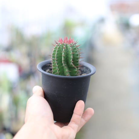 ポリゴナ | STORES