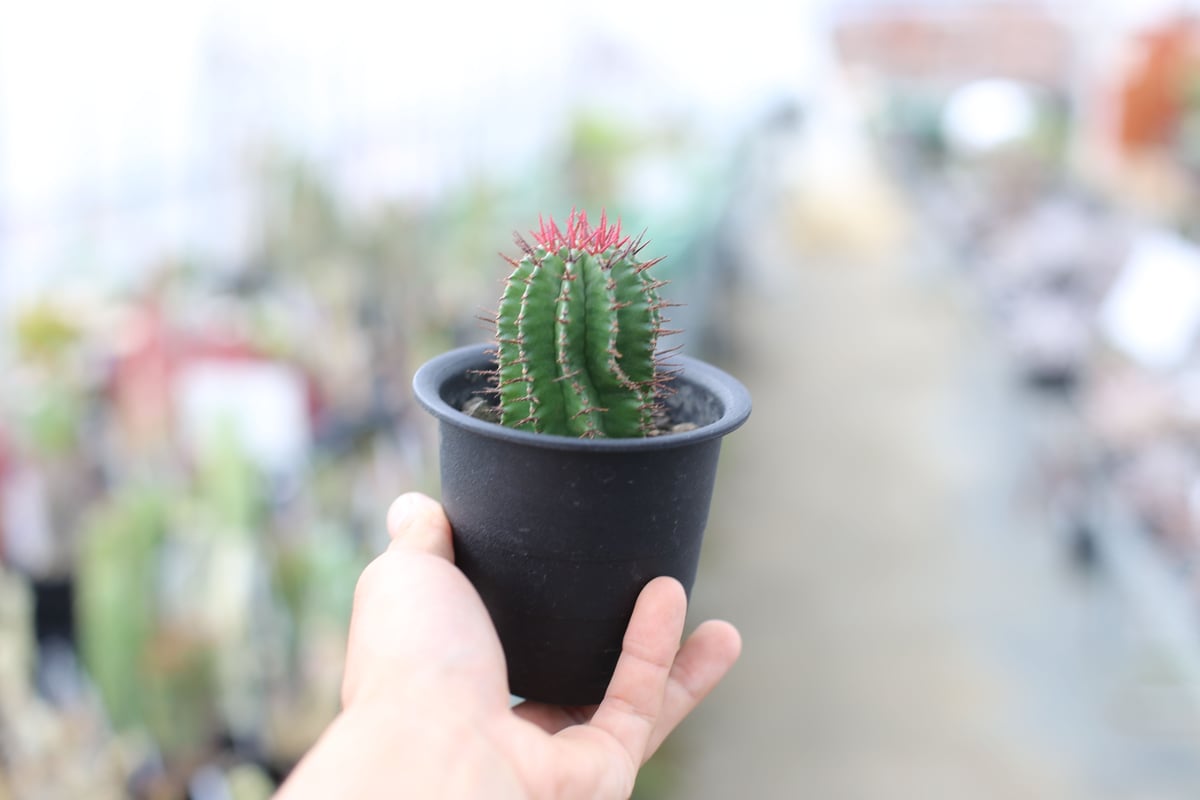 ユーフォルビア ポリゴナ | mana's farm:塊根植物・アガベ・ドライ