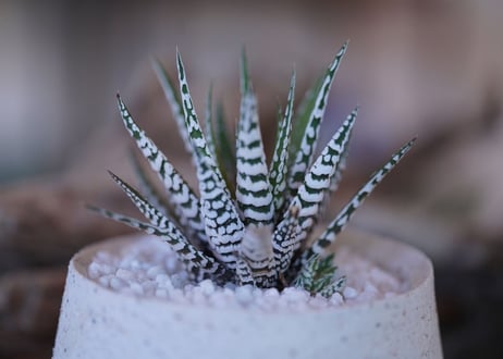 Haworthia fasciata