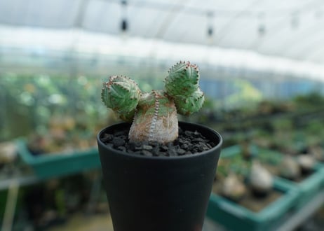 ユーフォルビア　オベサブロー　Euphorbia ObesaBlow