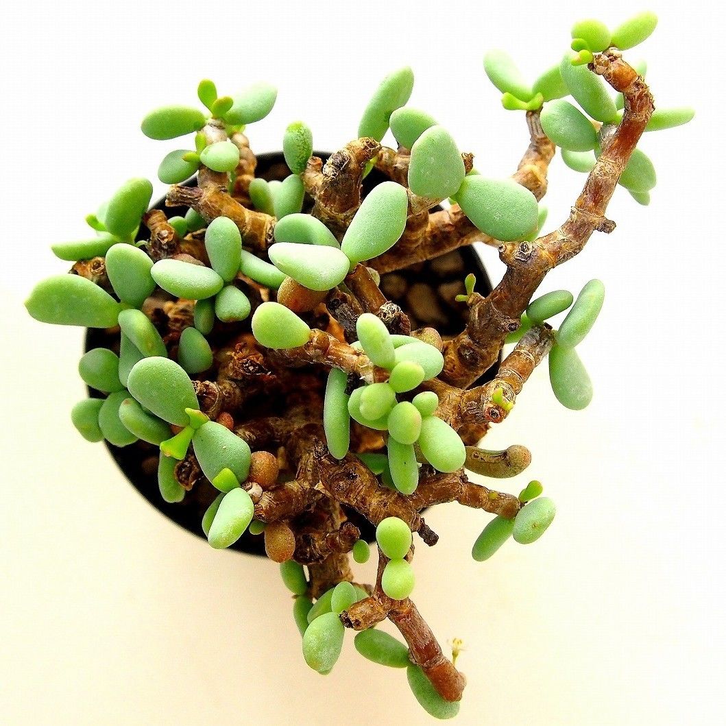 ケラリア　ピグマエア　4 Ceraria pygmaea ケラリア・ピグマエア №4 | mana's farm:塊根