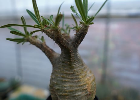 パキポディウム　グラキリス　Pachypodium  Gracilius No.3