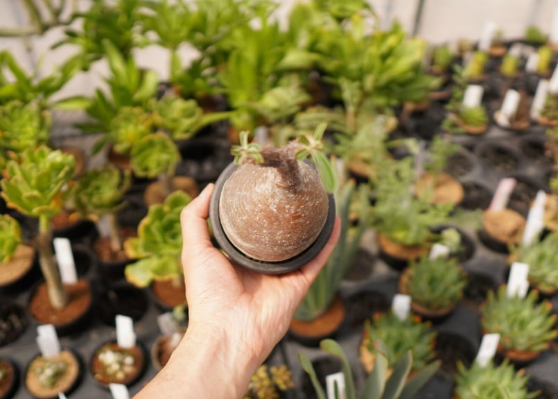 パキポディウム グラキリス C NO.8 | mana's farm:塊根植物・アガベ