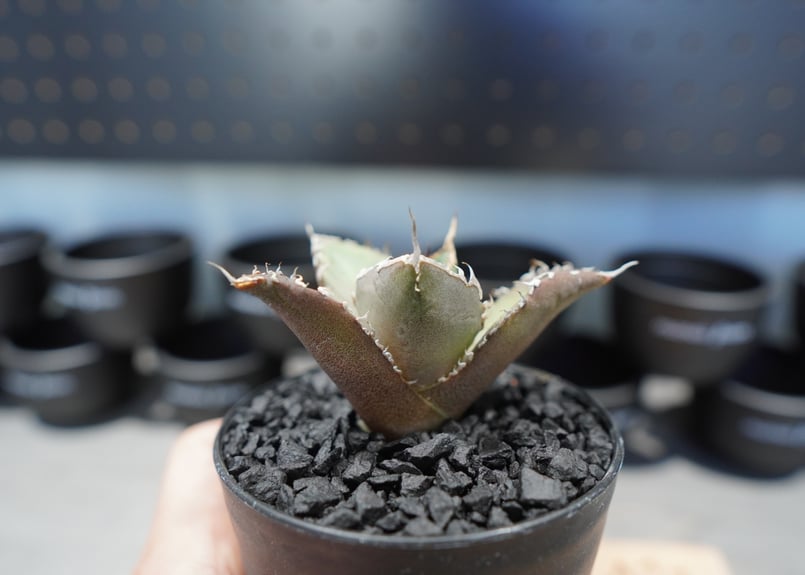 アガベ チタノタ FO-76 No.5 | mana's farm:塊根植物・アガベ・ドライガ