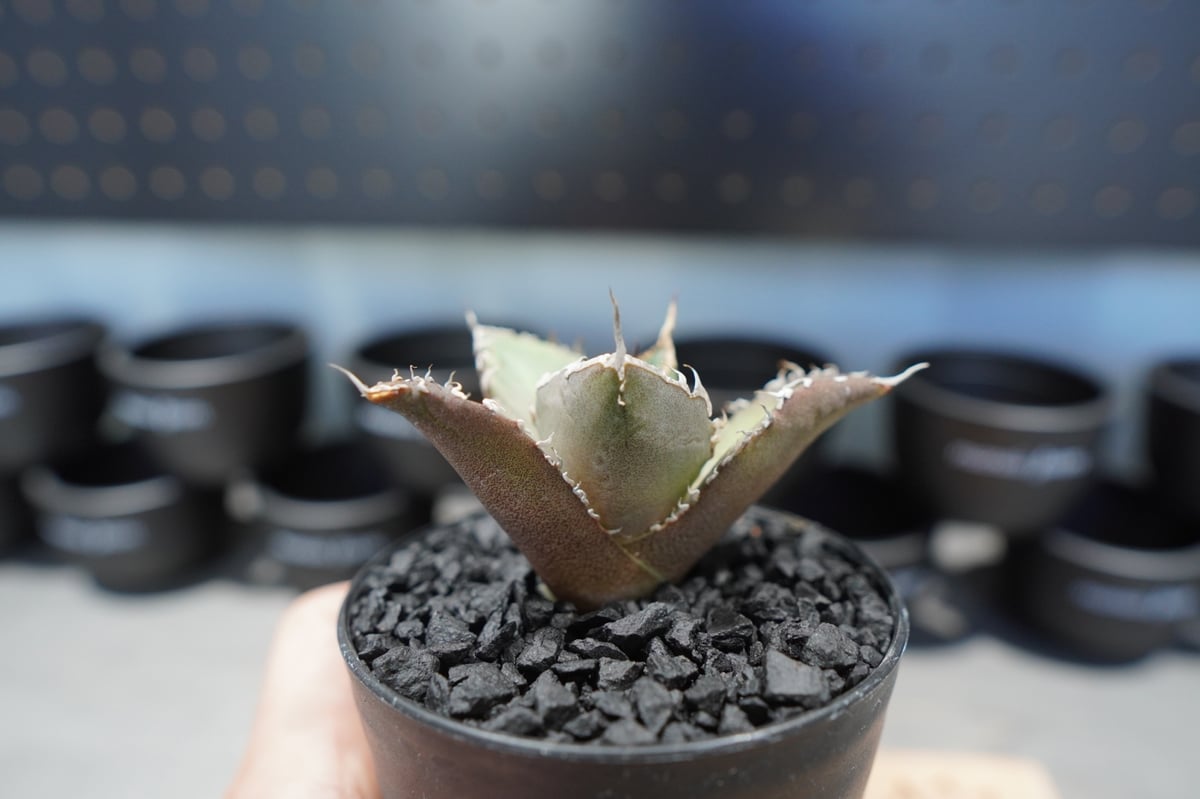 アガベ チタノタ FO-76 No.5 | mana's farm:塊根植物・アガベ・ドライガ