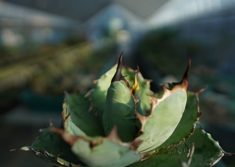 アガベ　チタノタ　 ブラックアンドブルー 　Agave titanota black and blue　No.1