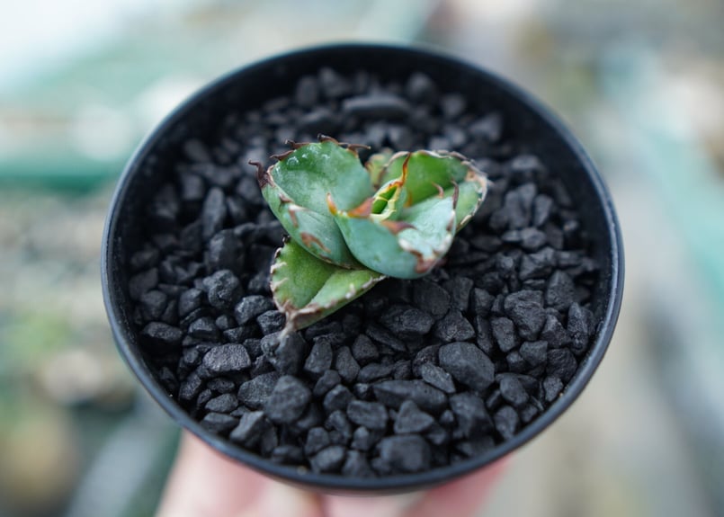 アガベ チタノタ ブラックアンドブルー Agave titanota black and