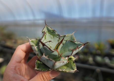 agave titanota ブラック＆ブルー　No.5