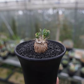 fit=cover,w=270,h=270