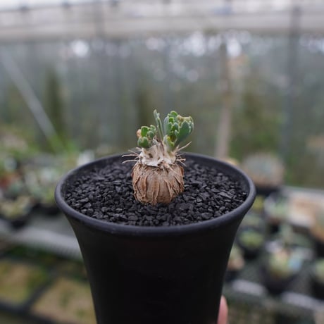 オトンナ ユーフォルビオイデス トリプリネルビア スティンコフ 14本セット スタインコフ | STORES