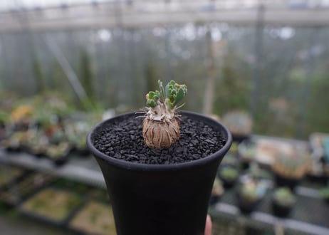 パキプス　コーデックス CATEGORY コーデックス | mana's farm:塊根植物・アガベ・ドライ