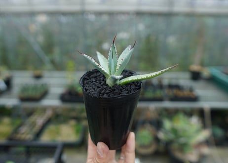 アガベ　屈原の舞扇 Agave 'Kutsugen no Maiougi'   No.3
