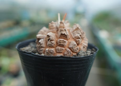 【長谷川園芸産】亀甲竜　Dioscorea elephantipes　No.3