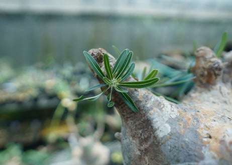 パキポディウム　グラキリス　 Pachypodium Gracilius  No.3