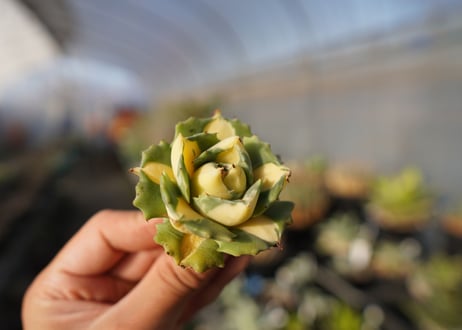 agave 王妃雷神黄中斑 NO.1