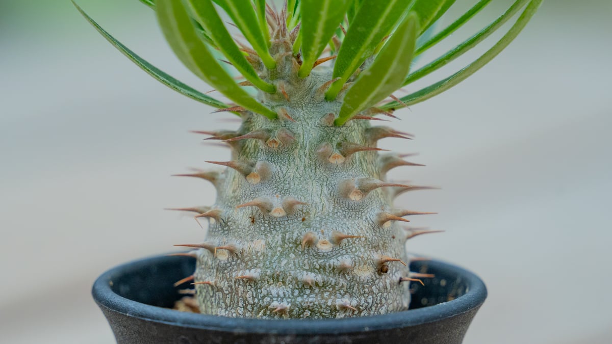 グラキリス2点デンシフローラム1点 パキポディウム グラキリス × デンシフローラム NO.2 | mana's farm:塊