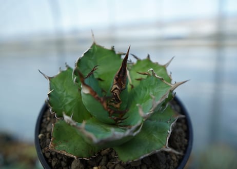 アガベ　チタノタ　 半蔵 　Agave titanota "半蔵"
