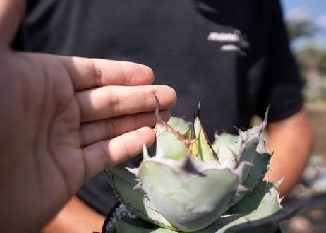 Agave Titanota