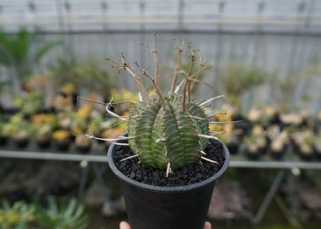 ユーフォルビア　スーパーバリダ　Euphorbia super valida  No.2