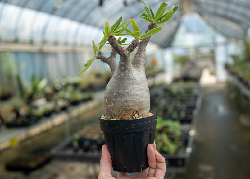 パキポディウム グラキリス No.16 | mana's farm:塊根植物・アガベ