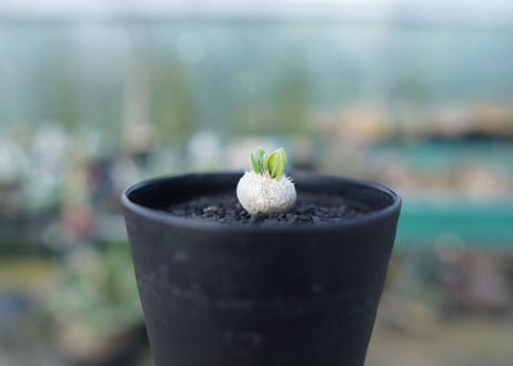 パキポディウム　恵比寿笑い　Pachypodium brevicaule　No.1