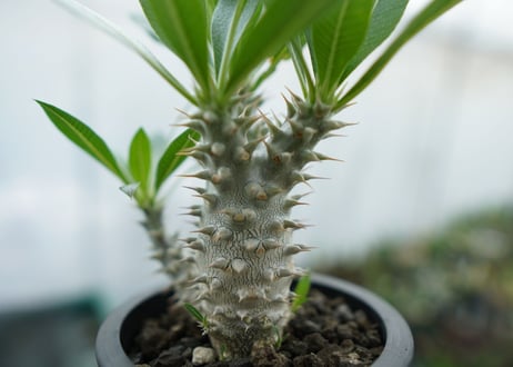 パキポディウム　ホロンベンセ　Pachypodium horombense  No.11