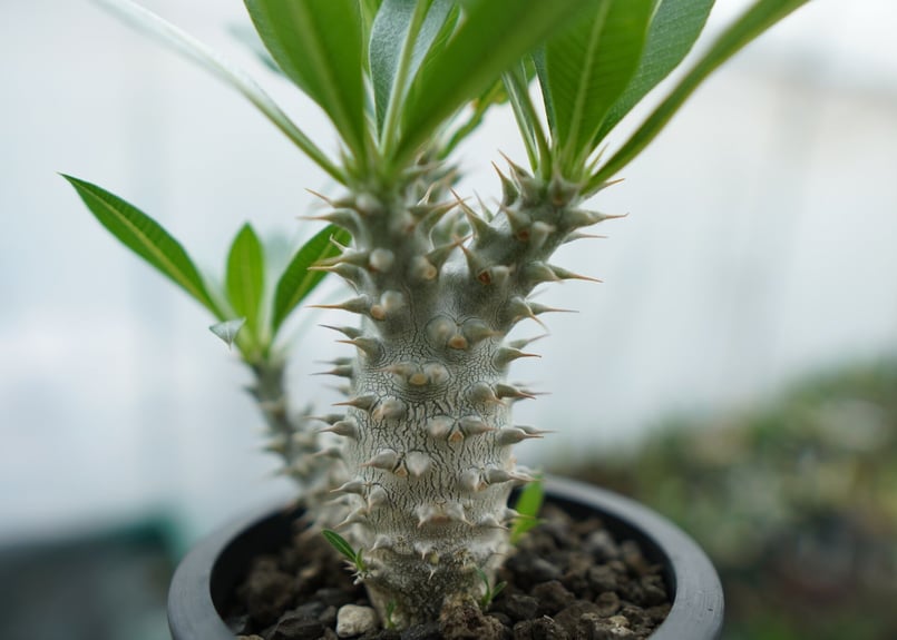 パキポディウム ホロンベンセ Pachypodium horombense No.11 |