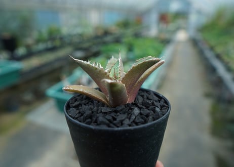 アガベ　チタノタ　FO-76　agave titanota  FO-76　No.10