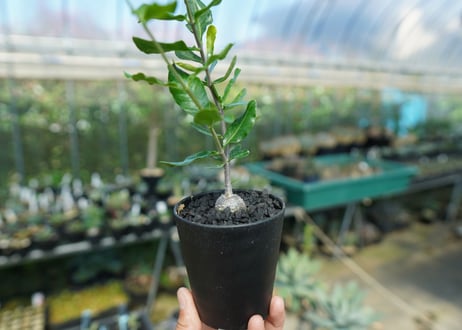 フォッケア　エデュリス　”火星人”　Fockea edulis  No.4