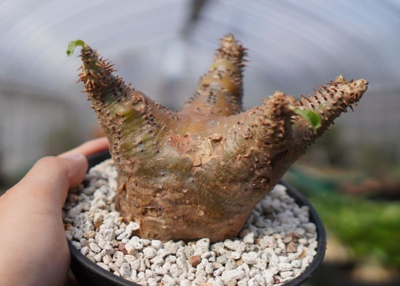 パキポディウムマカイエンセ 魂根植物 パキポディウム マカイエンセ NO.1 | mana's farm:塊根植物・アガベ