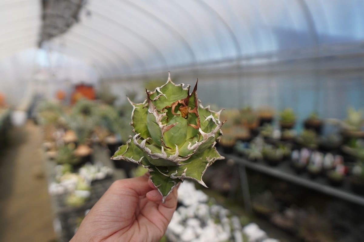 agave titanota シーザー caesar | mana's green:塊根植物販 agave titanota シーザー caesar | mana's green:塊根植物販