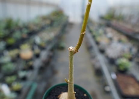 フィカス パルメリー Ficus palmeri