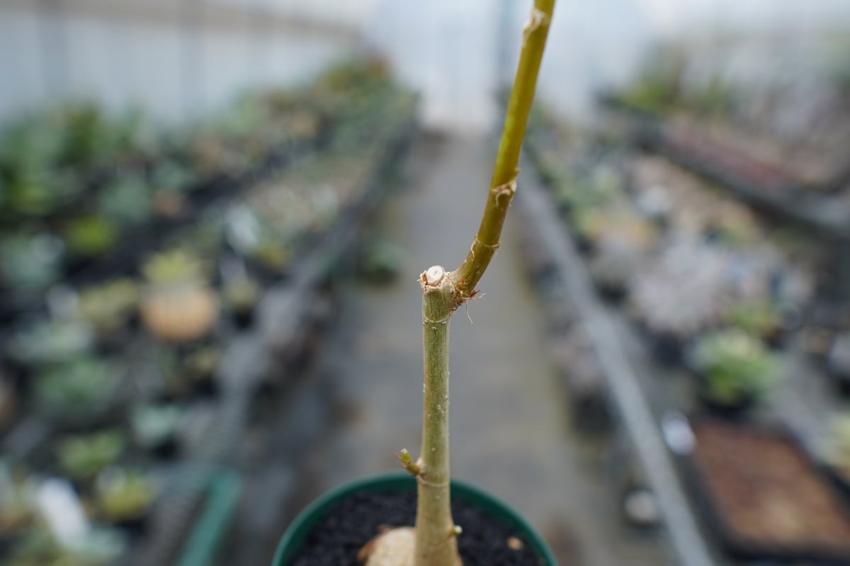 フィカス パルメリー Ficus palmeri | mana's farm:塊根植物・アガベ