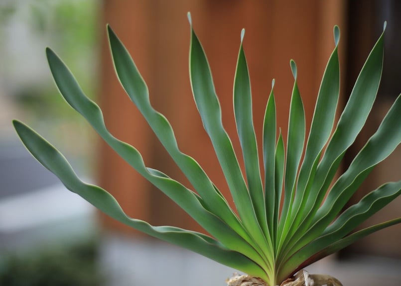 ブーファン Boophane | mana's farm:塊根植物・アガベ・ドライガーデン